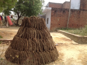 Cow dung cakes in front of every home